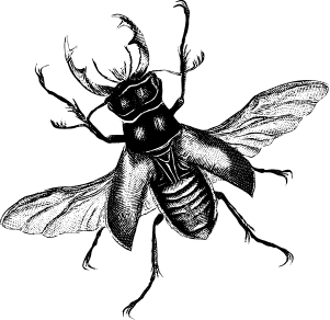 insect